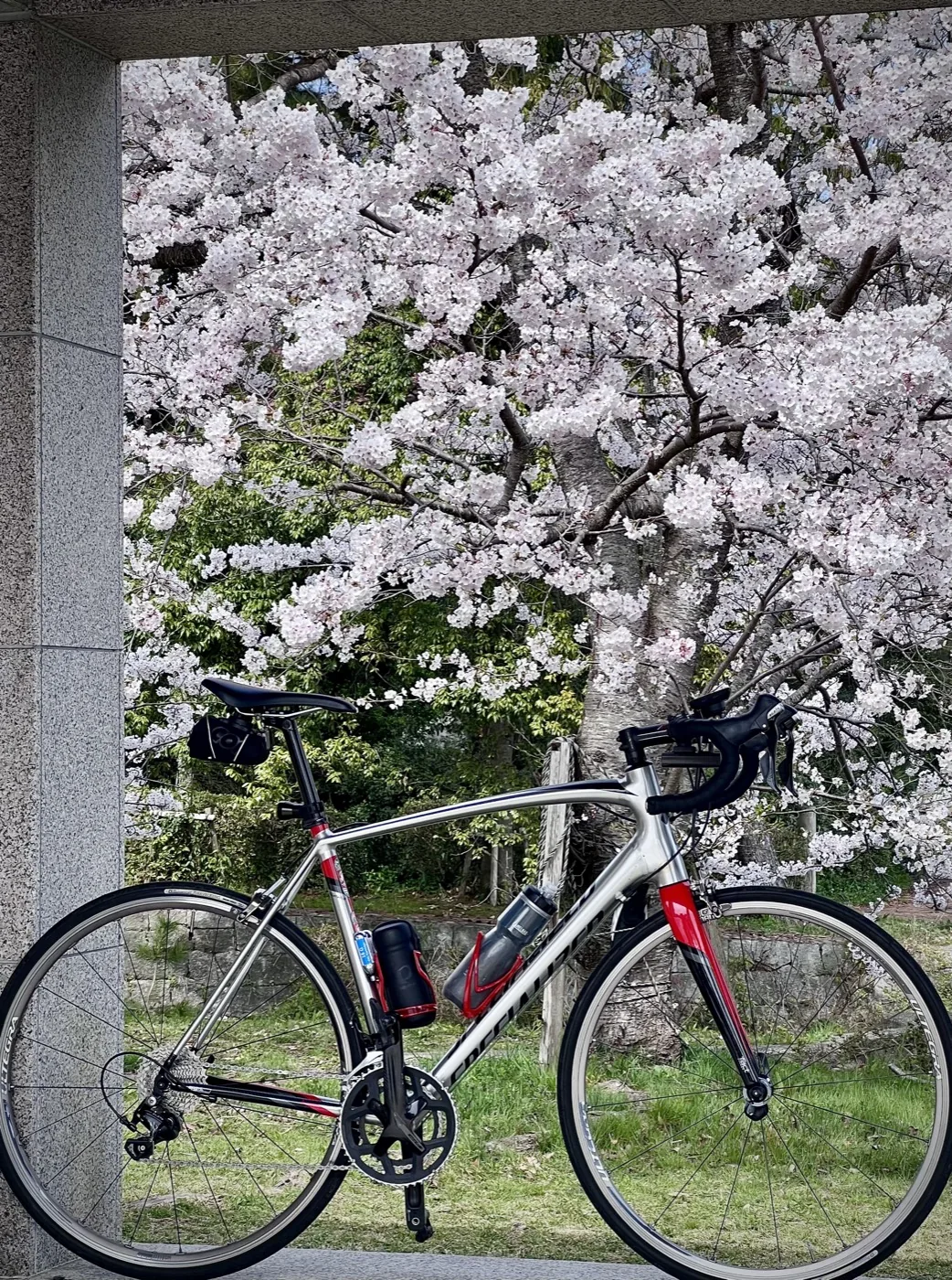 Bicicleta sob árvores floridas